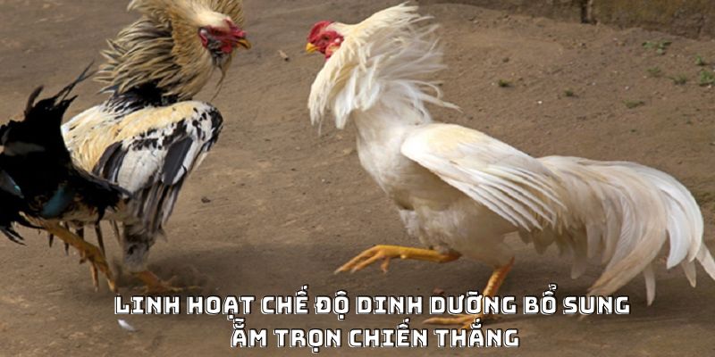 Cách Nạp Carbo Cho Gà Đá Hiệu Quả Được Ưa Chuộng 2026