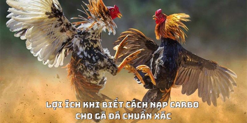 Cách Nạp Carbo Cho Gà Đá Hiệu Quả Được Ưa Chuộng 2026