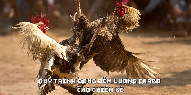 Cách Nạp Carbo Cho Gà Đá Hiệu Quả Được Ưa Chuộng 2026