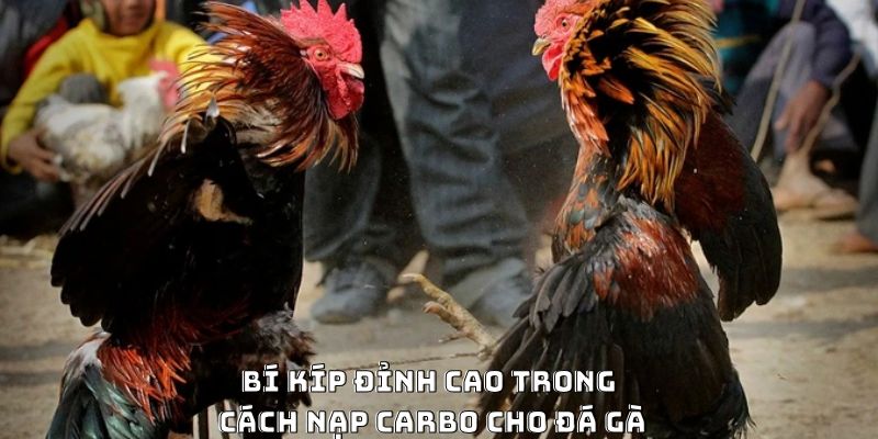 Cách Nạp Carbo Cho Gà Đá Hiệu Quả Được Ưa Chuộng 2026