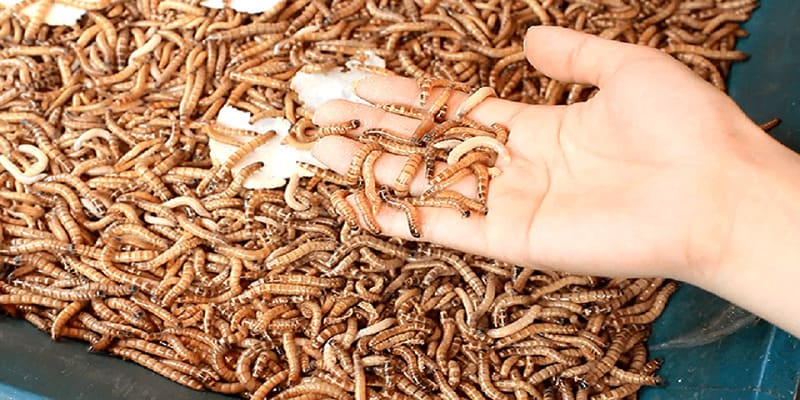 Các Loại Mồi Cho Gà Đá Bổ Sung Dinh Dưỡng Chuẩn Khoa Học