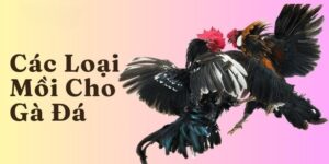 Đá Gà F8bet | Sảnh Cược Gà Đá Uy Tín Cho Các Kê Thủ
