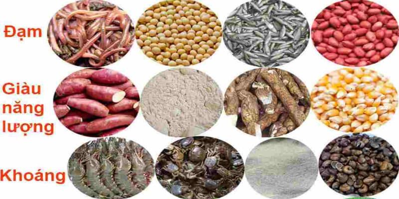 Các Loại Mồi Cho Gà Đá Bổ Sung Dinh Dưỡng Chuẩn Khoa Học