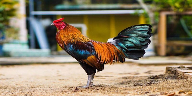 Các Loại Mồi Cho Gà Đá Bổ Sung Dinh Dưỡng Chuẩn Khoa Học