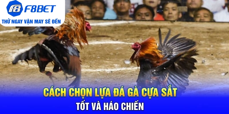 Đá Gà Cựa Sắt Là Gì? Mẹo Hay Và Hiệu Quả Khi Chơi Đá Gà