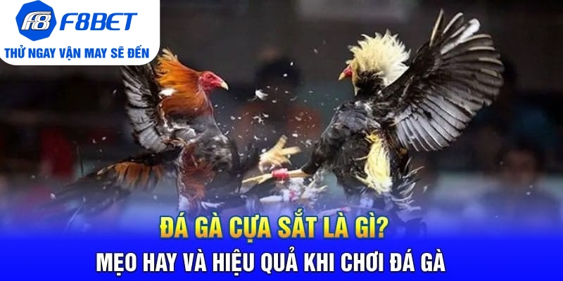 Đá Gà Cựa Sắt Là Gì? Mẹo Hay Và Hiệu Quả Khi Chơi Đá Gà