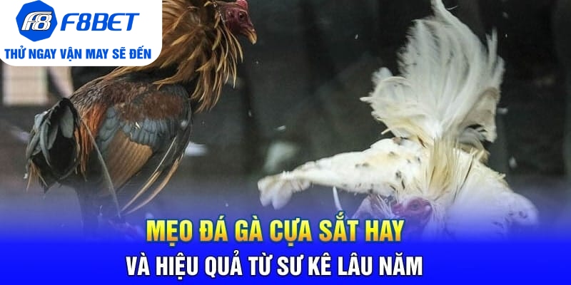 Đá Gà Cựa Sắt Là Gì? Mẹo Hay Và Hiệu Quả Khi Chơi Đá Gà