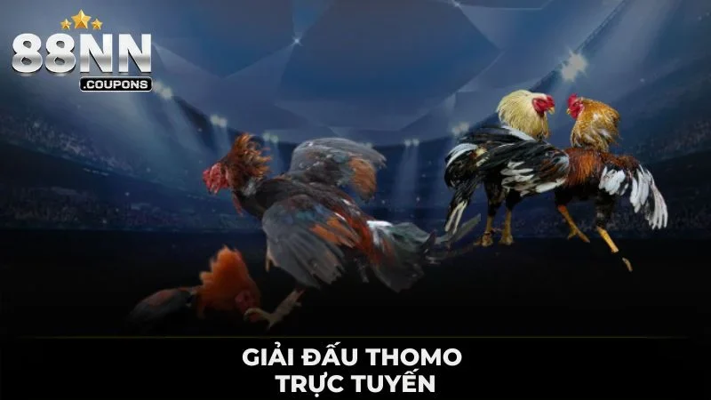Đá Gà Thomo Tại 88NN - Các Trận Đấu Ấn Tượng Kịch Tính