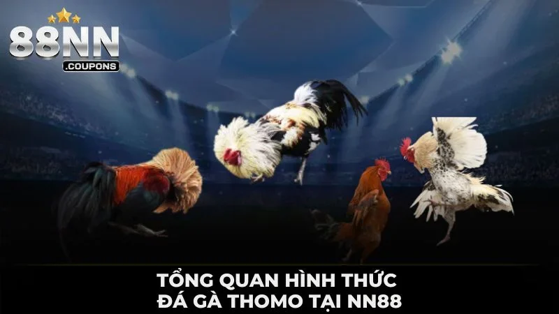 Đá Gà Thomo Tại 88NN - Các Trận Đấu Ấn Tượng Kịch Tính