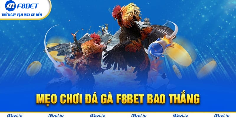 Đá Gà F8bet | Sảnh Cược Gà Đá Uy Tín Cho Các Kê Thủ