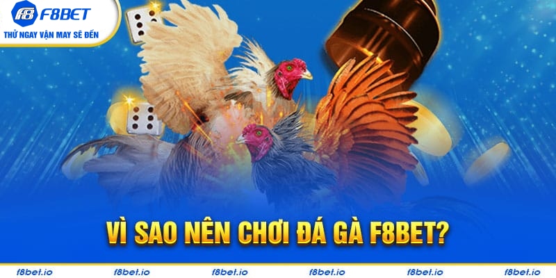 Đá Gà F8bet | Sảnh Cược Gà Đá Uy Tín Cho Các Kê Thủ